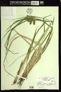 Carex comosa image