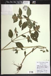 Galeopsis tetrahit image