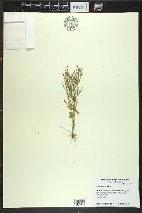 Centaurium pulchellum image