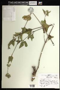 Mirabilis nyctaginea image