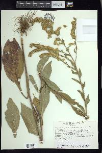 Solidago patula image