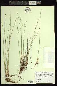 Eleocharis erythropoda image