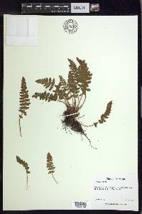 Woodsia ilvensis image