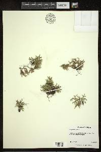 Selaginella rupestris image