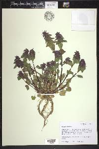 Lamium purpureum image