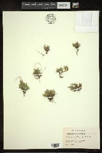 Selaginella rupestris image