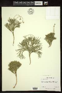 Diphasiastrum tristachyum image