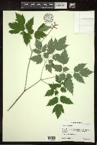 Actaea pachypoda image