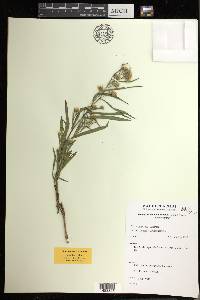 Symphyotrichum lanceolatum var. lanceolatum image