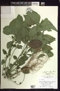 Acalypha ostryifolia image