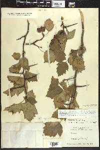 Crataegus pruinosa image