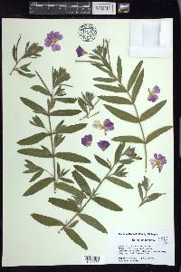 Epilobium hirsutum image