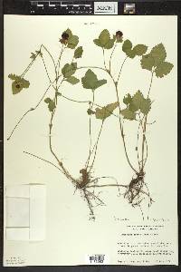 Potentilla indica image