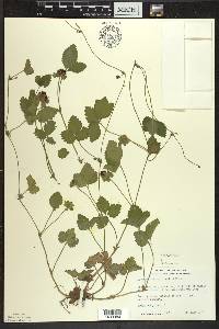 Potentilla indica image