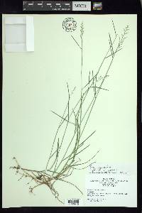 Poa nemoralis image