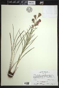 Liatris cylindracea image