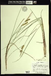 Carex rostrata image