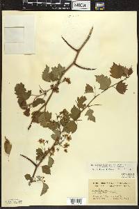 Crataegus macrosperma var. roanensis image