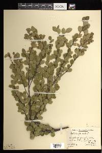 Betula pumila image