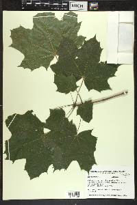 Acer platanoides image