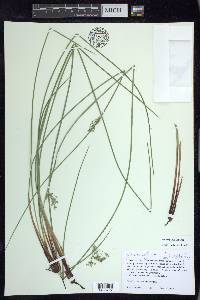 Juncus pylaei image