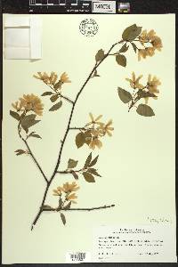 Amelanchier laevis image