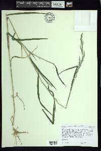 Muhlenbergia mexicana image