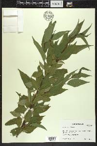 Prunus pensylvanica image