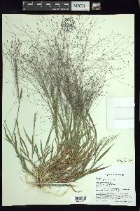 Digitaria cognata image