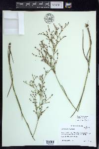 Juncus brachycephalus image