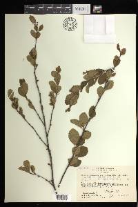 Betula pumila image