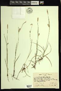 Carex tetanica image