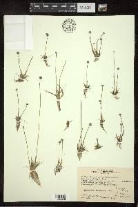 Eriocaulon aquaticum image