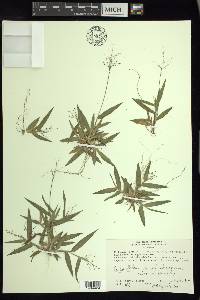 Dichanthelium acuminatum subsp. columbianum image