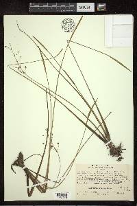 Sagittaria graminea image