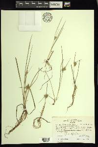 Carex viridula image