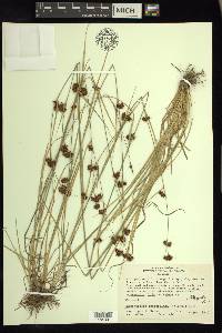 Rhynchospora capitellata image