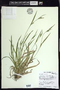 Carex leptonervia image