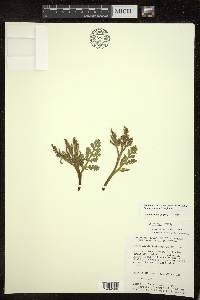 Botrychium matricariifolium image