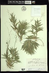 Dichanthelium acuminatum subsp. columbianum image