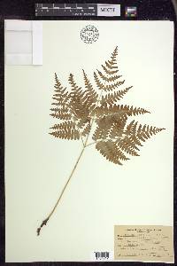 Pteridium aquilinum subsp. latiusculum image