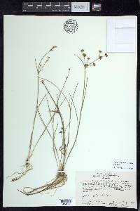 Juncus articulatus image