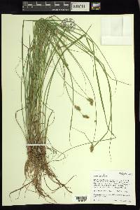 Carex bebbii image