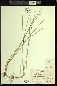 Eleocharis robbinsii image