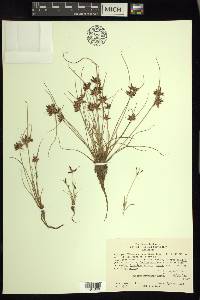 Cyperus bipartitus image