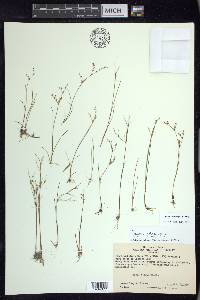 Juncus pelocarpus image