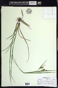 Carex pallescens image