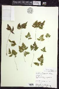 Gymnocarpium dryopteris image