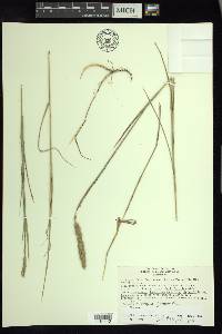 Muhlenbergia glomerata image