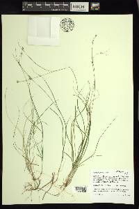 Carex trisperma image